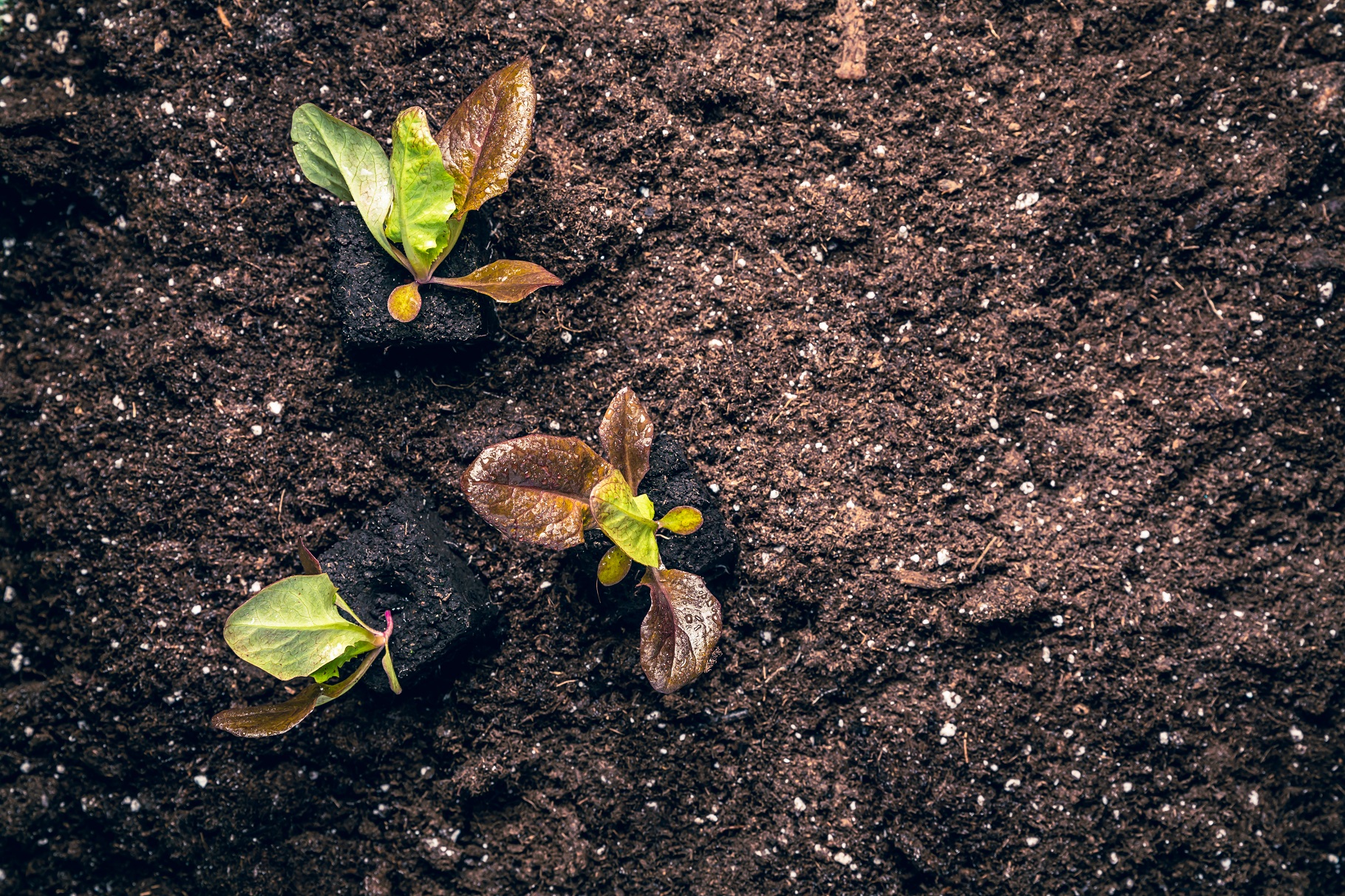 suelos para cultivar