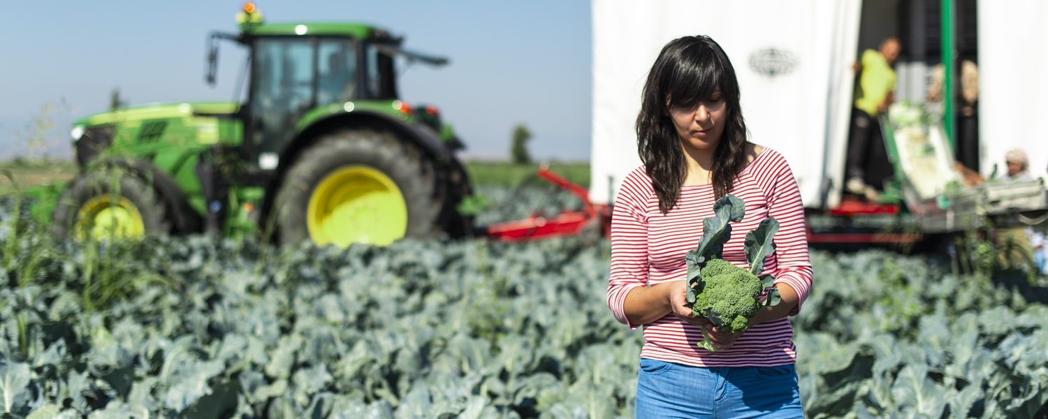 Worker shows broccoli on plantation. Picking broccoli. Tractor and automated platform in broccoli big garden. Sunny day. Woman hold broccoli head.