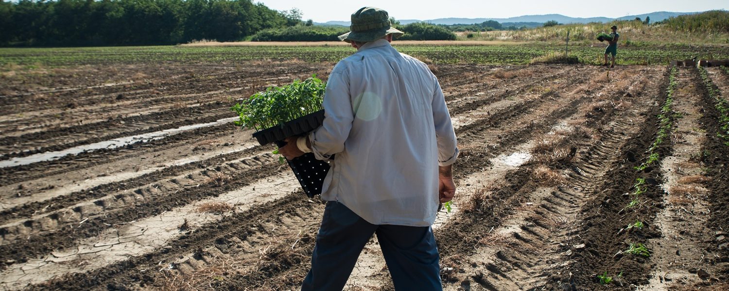 man-farmer-planting-young-tomatoes-plants-2025-01-08-03-37-11-utc