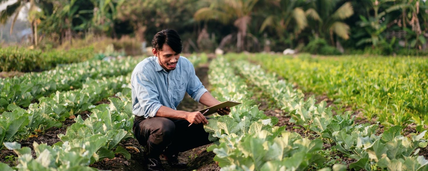 smart-farmer-examining-quality-crop-of-cabbage-veg-2024-10-12-16-15-29-utc