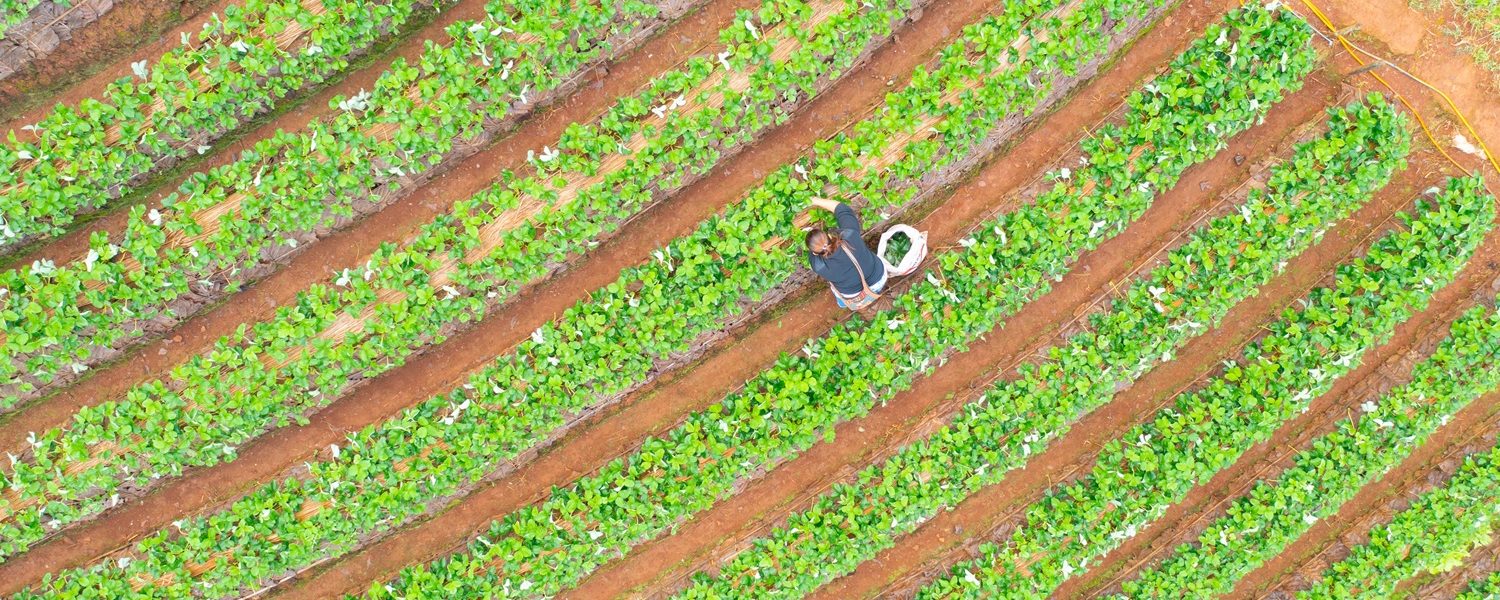 tea-or-strawberry-farm-agricultural-plant-fields-2024-10-18-17-34-18-utc